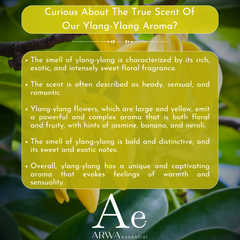 ARWA essential Ylang Ylang Aroma Oil fragrance profile with rich, exotic, sweet floral and fruity aroma notes